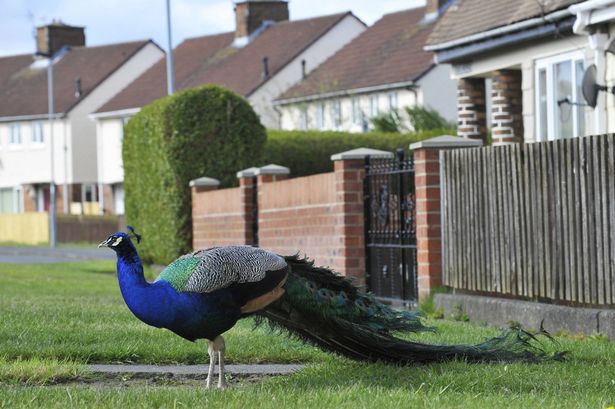 PAY-Peacocks-in-village-of-Ushaw-Moor-County-Durham