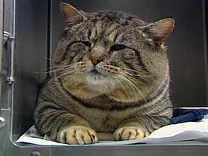 nc_fatcatburglar_070111.standard