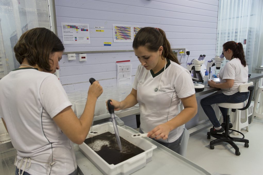 Genetically modified mosquitos in reproduction cages at Oxitex, a biotech company in Campinas, Brazil.