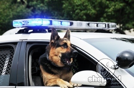 police-german-shepherd