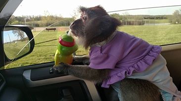 13043596_10205439392458968_2021582246352491269_n