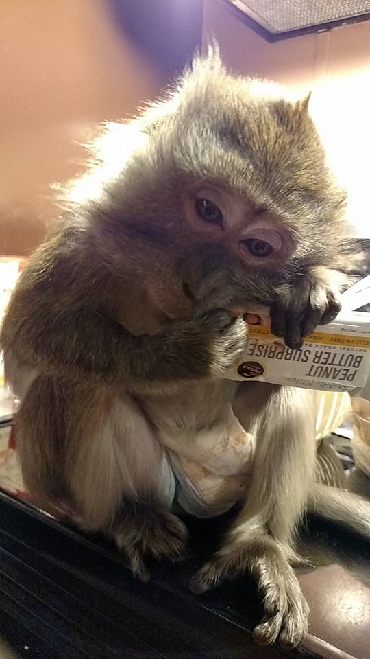 13124719_10205489240785145_2681908856021441204_n