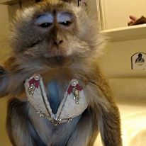 13417432_10205720505166610_2237849497000684474_n