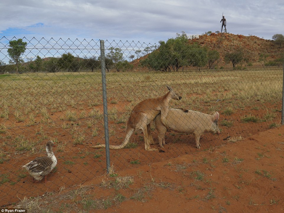 351C6F0500000578-0-After_a_few_minutes_the_kangaroo_moved_to_the_back_of_the_pig_an-a-36_1465527905383