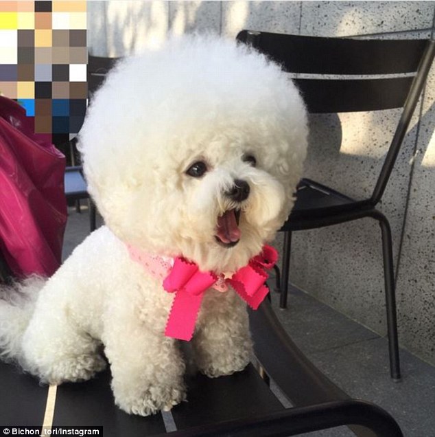 35C5321100000578-3665203-Adorable_Tori_the_Bichon_Frise_has_a_large_following_on_Instagra-a-12_1467178087235