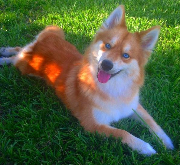 这货真的不是狐狸…只是有一天，一只博美上了哈士奇 英国那些事儿