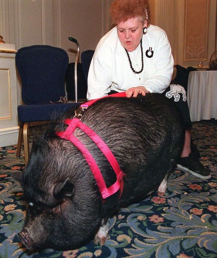 lulu-the-pig