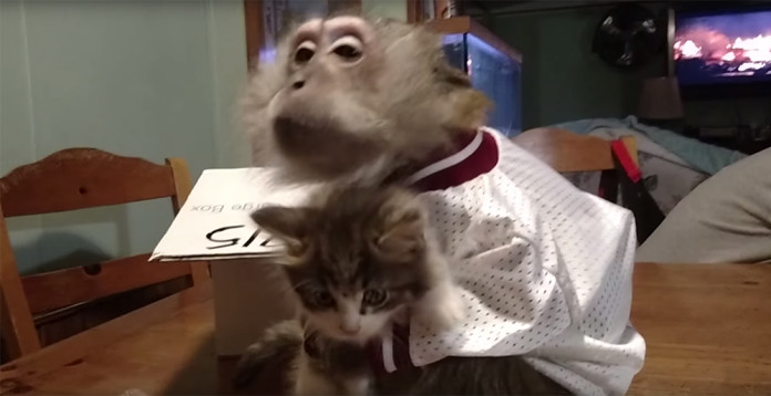 monkey-kitten-696x358