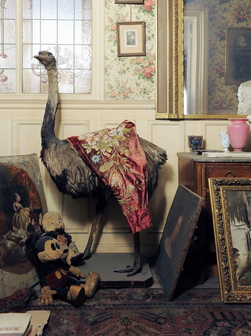 taxidermy-in-paris-apartment-of-madame-de-florian
