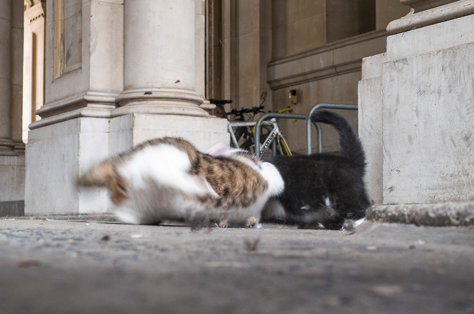 LARRY AND PALMERSTON CAT FIGHT