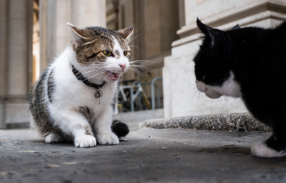 LARRY AND PALMERSTON CAT FIGHT