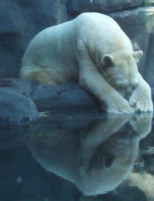 Taken from http://cherfanfiction.forumcommunity.net/ ARTURO  the polar bear