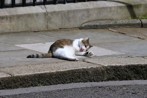 Larry-the-Cat-at-Downing-Street (1)