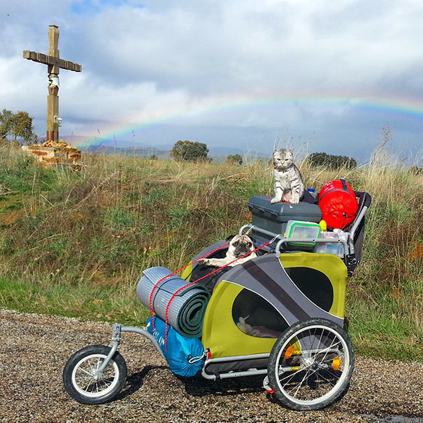camping-with-cats-ryan-carter-02-579223d6ec7fa__605