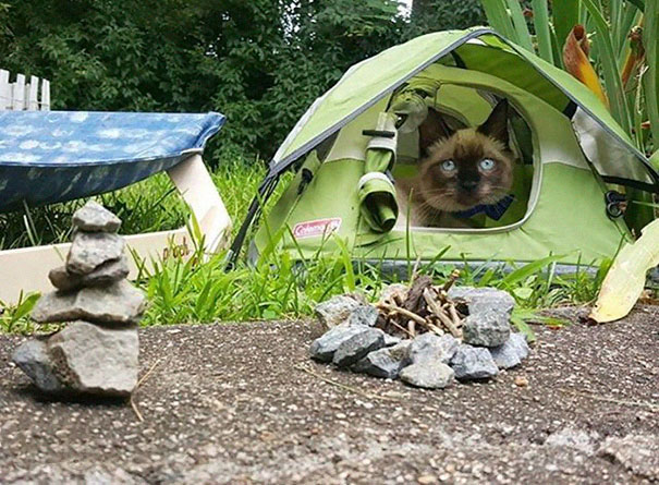camping-with-cats-ryan-carter-03-5792243fab316__605