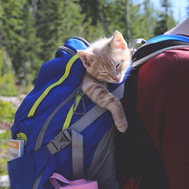 camping-with-cats-ryan-carter-04-579224b3b8836__605