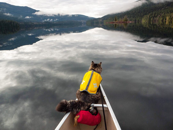 camping-with-cats-ryan-carter-17-5792011ea451e__605
