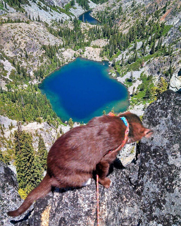camping-with-cats-ryan-carter-2-579200f7b5302__605