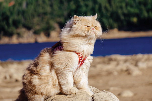 camping-with-cats-ryan-carter-25-5792013521ae8__605