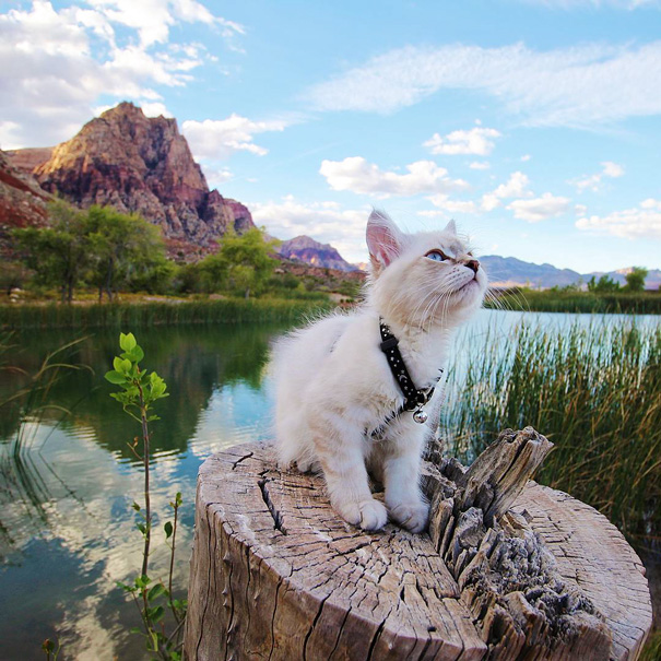 camping-with-cats-ryan-carter-34-5792014eda38e__605