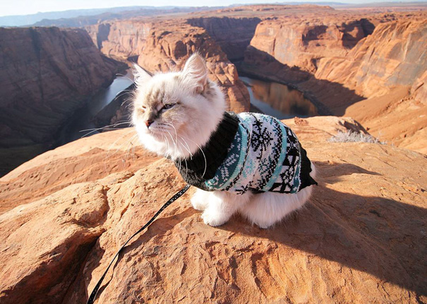 camping-with-cats-ryan-carter-40-5792015e0ad1a__605