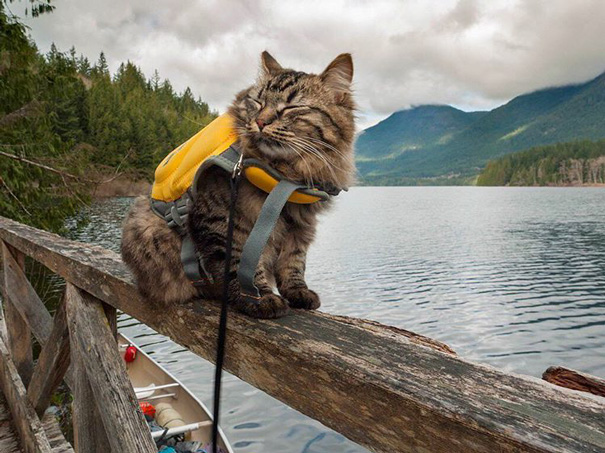 camping-with-cats-ryan-carter-53-57920476dcae2__605