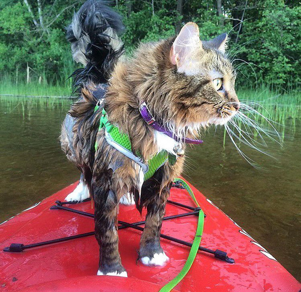 camping-with-cats-ryan-carter-6-579201029a128__605