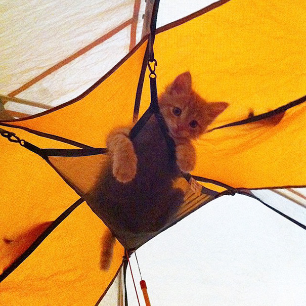 camping-with-cats-ryan-carter-63-57921c4b132d6__605