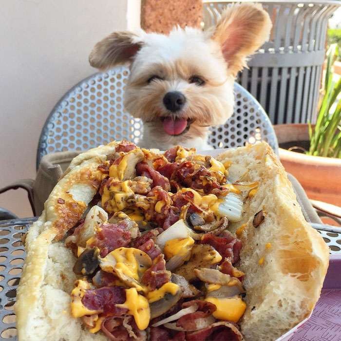 rescue-dog-food-instagram-popeyethefoodie-12-5786026fa28d7__700
