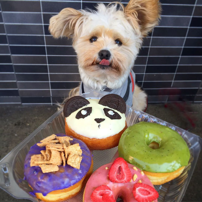 rescue-dog-food-instagram-popeyethefoodie-22-578602a5c4859__700