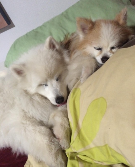 屏幕快照 2016-08-26 下午4.04.14