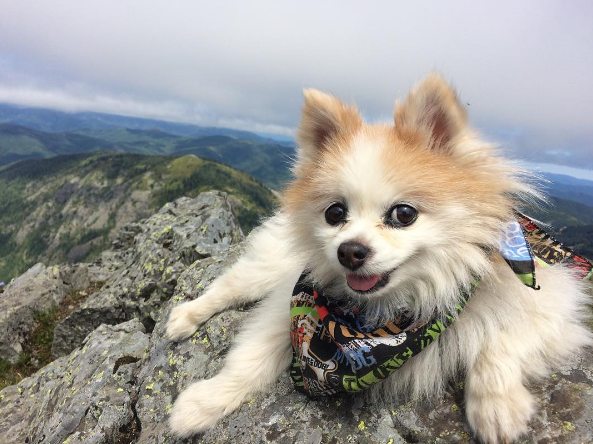 屏幕快照 2016-08-26 下午4.04.41