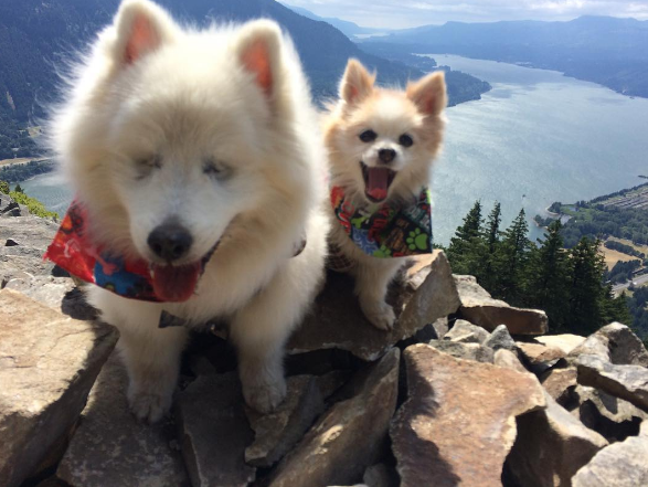 屏幕快照 2016-08-26 下午4.08.11