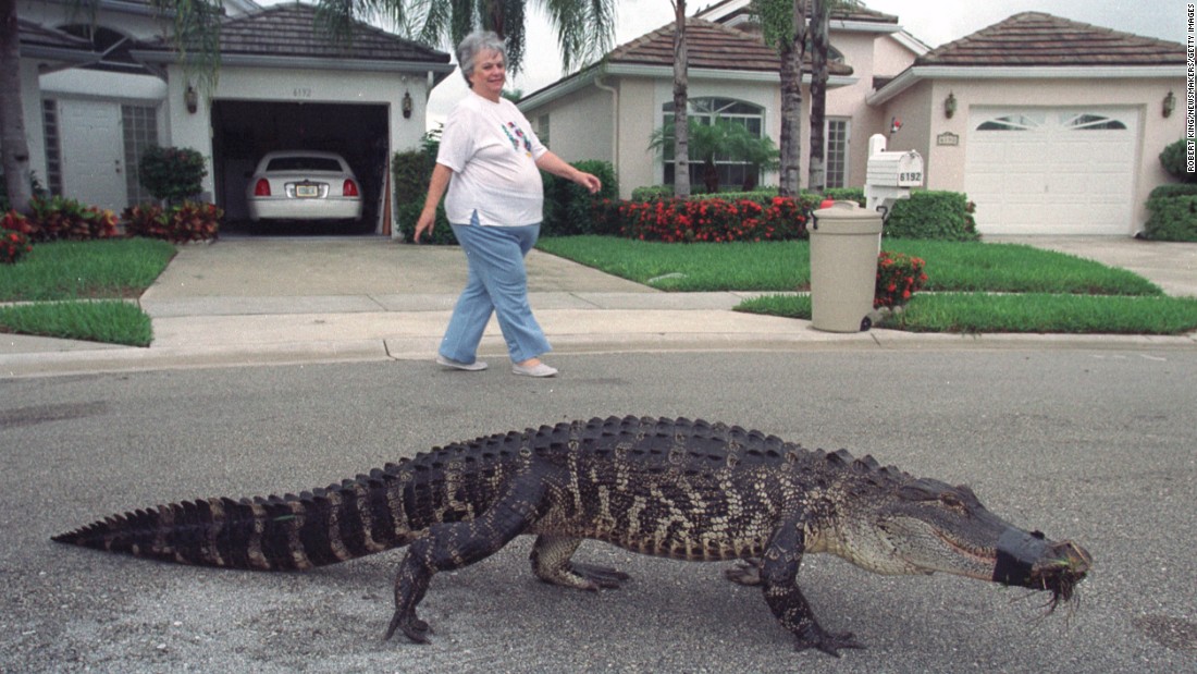 160617135243-10-alligators-florida-super-169