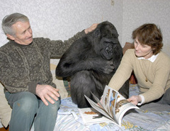 digit-the-gorilla