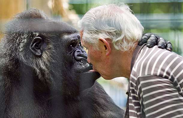 man_kisses_gorilla