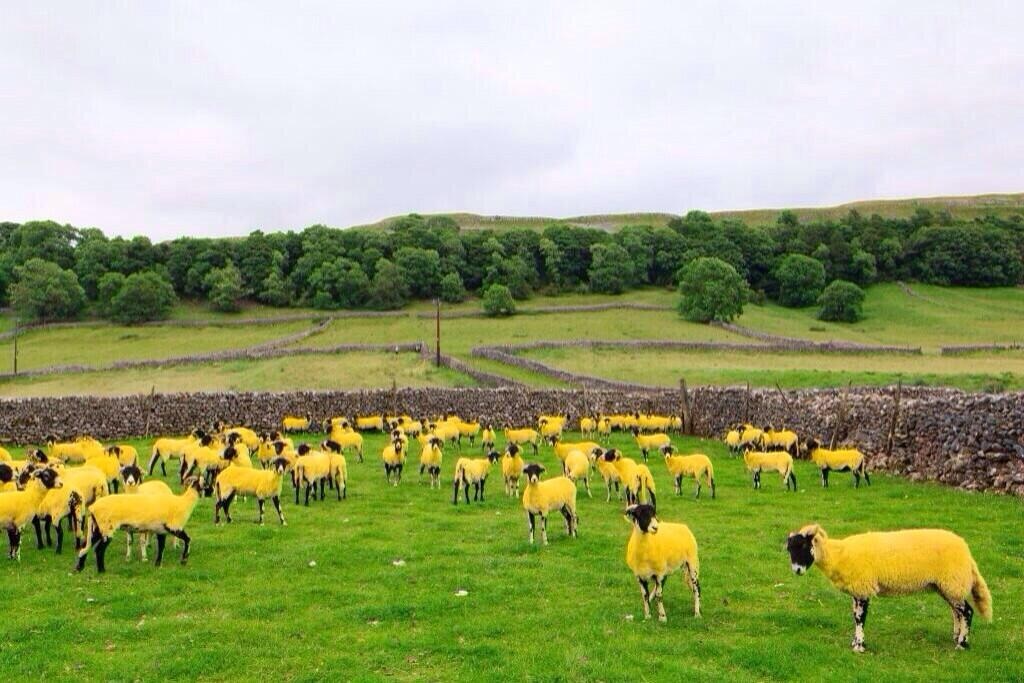 Yellow-sheep-Tour-de-France-Yorkshire