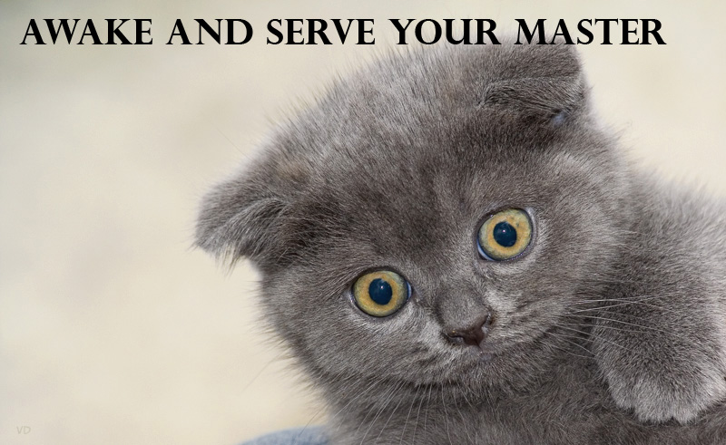 awake-and-serve-your-master-cat-cats-kitten-kitty-pic-picture-funny-lolcat-cute-fun-lovely-photo-images