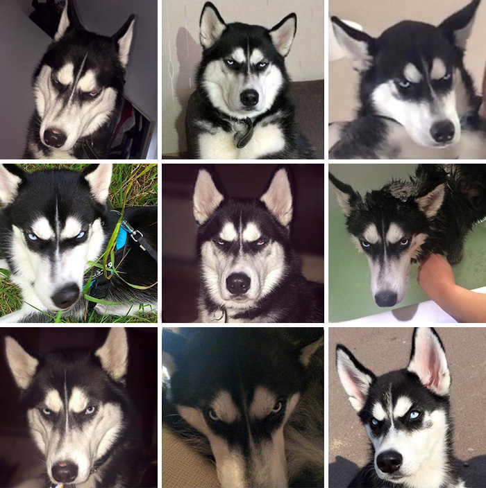 dog-tricked-facial-expression-anuko-husky-2