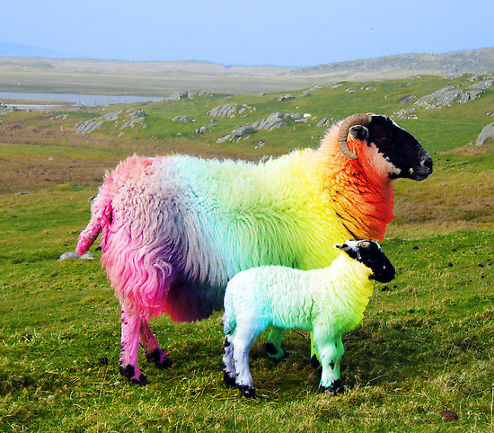 rainbowsheep