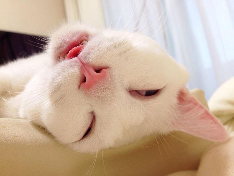 setsu-chan-cat-was-just-given-the-title-of-most-awful-sleeping-face-in-japan-12