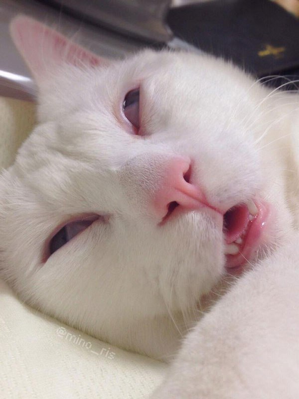 setsu-chan-cat-was-just-given-the-title-of-most-awful-sleeping-face-in-japan-2
