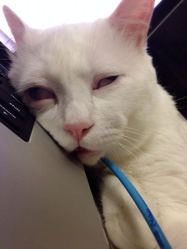 setsu-chan-cat-was-just-given-the-title-of-most-awful-sleeping-face-in-japan-3