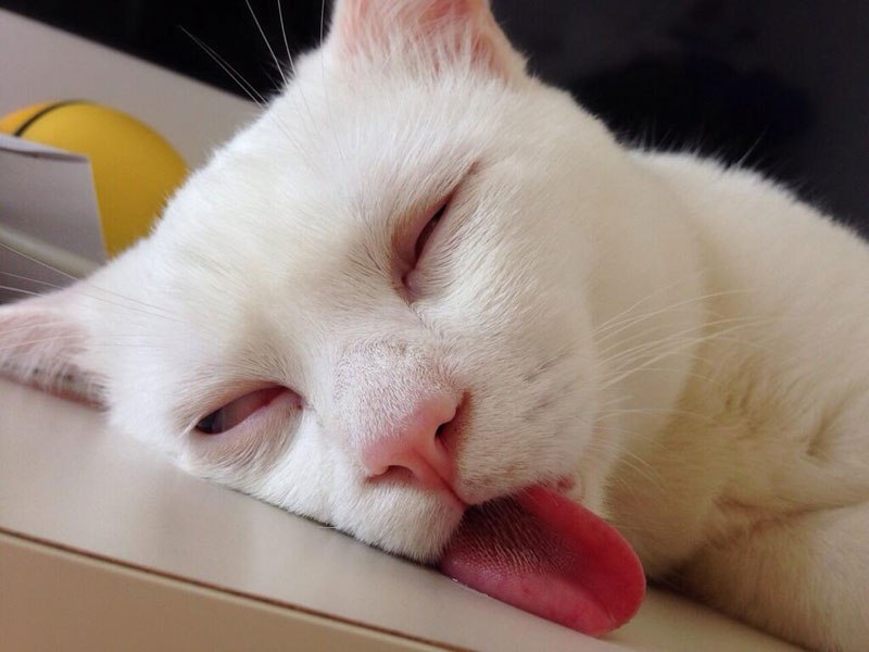 setsu-chan-cat-was-just-given-the-title-of-most-awful-sleeping-face-in-japan-4