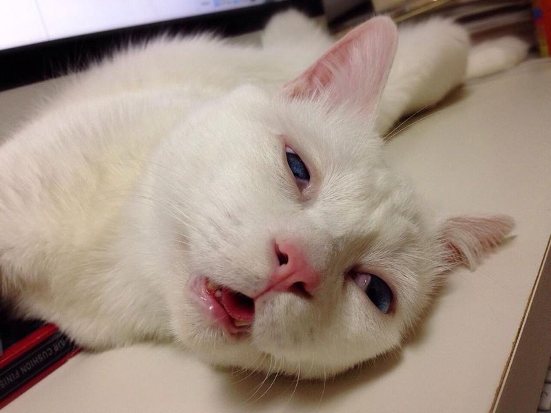 setsu-chan-cat-was-just-given-the-title-of-most-awful-sleeping-face-in-japan-6
