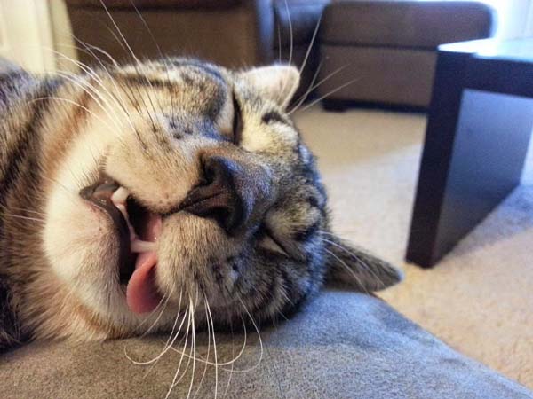 sleeping-face-funny-cats-pics