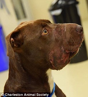 292904c500000578-3101655-pain_according_to_officials_at_the_charleston_animal_society_the-m-8_1432858285825
