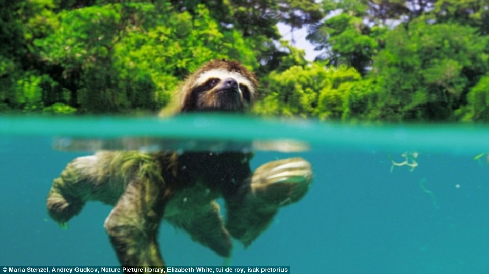 39CD21B700000578-3881396-A_pygmy_three_toed_sloth_swimming_on_Escudo_They_live_on_the_Car-a-143_1477675501782