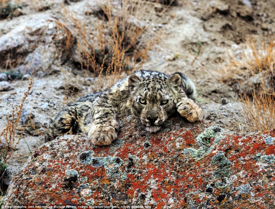 39CD224000000578-3881396-A_male_snow_leopard_takes_a_rest_Solitary_animals_four_snow_leop-a-100_1477674930947
