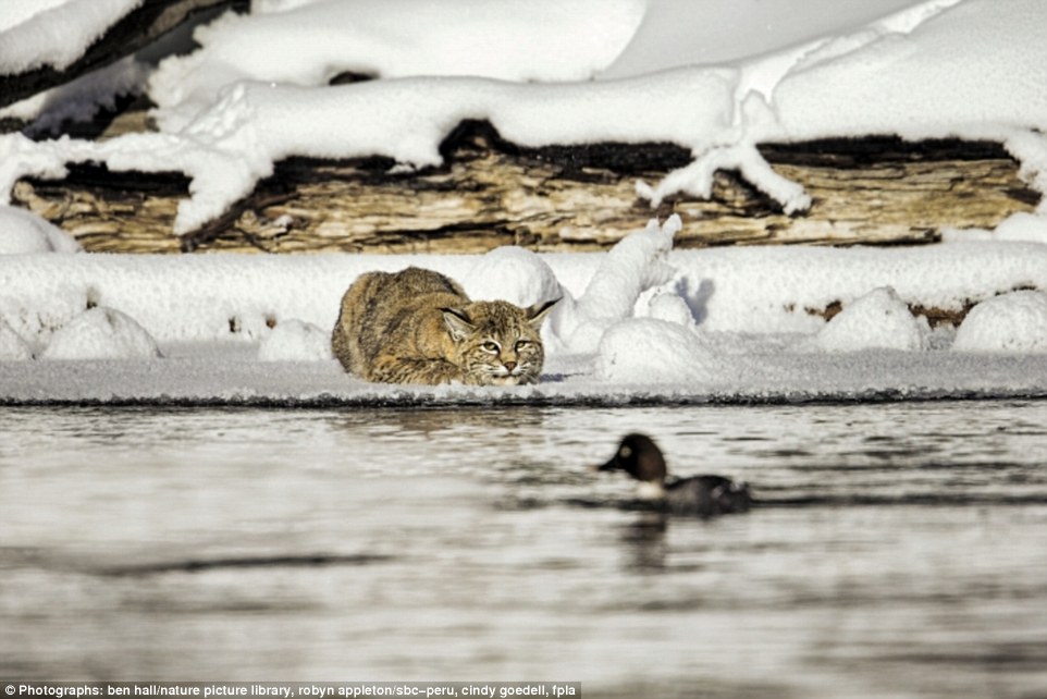 39CD22E600000578-3881396-A_bobcat_watches_a_goldeneye_duck_in_Wyoming_USA-a-112_1477674930970